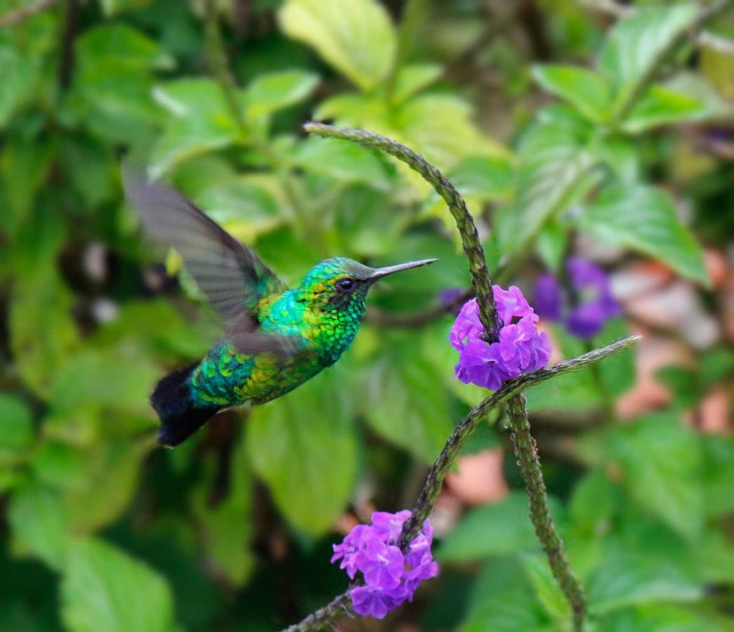 Ecolodge Bahia Del Penon กัวตาเป ภายนอก รูปภาพ