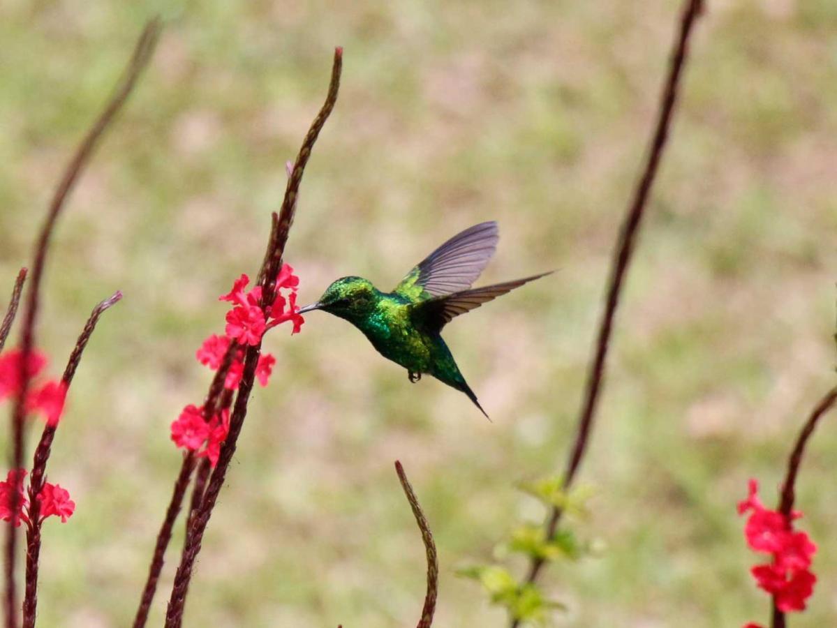 Ecolodge Bahia Del Penon กัวตาเป ภายนอก รูปภาพ